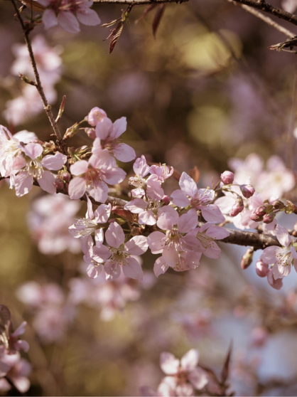 Botanical