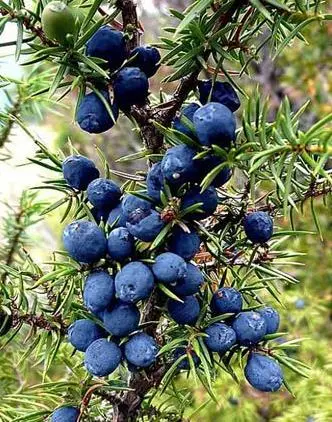 Botanical